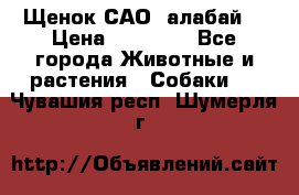 Щенок САО (алабай) › Цена ­ 10 000 - Все города Животные и растения » Собаки   . Чувашия респ.,Шумерля г.